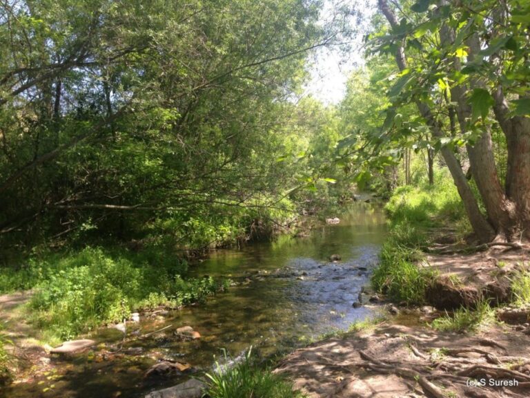 Embark upon a scenic journey along the Los Gatos Creek Trail