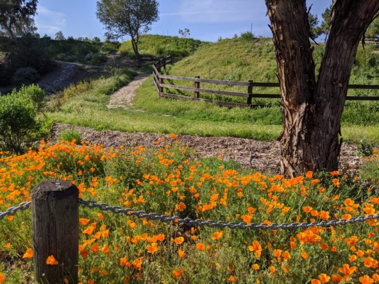 Lake Cunningham Native Garden